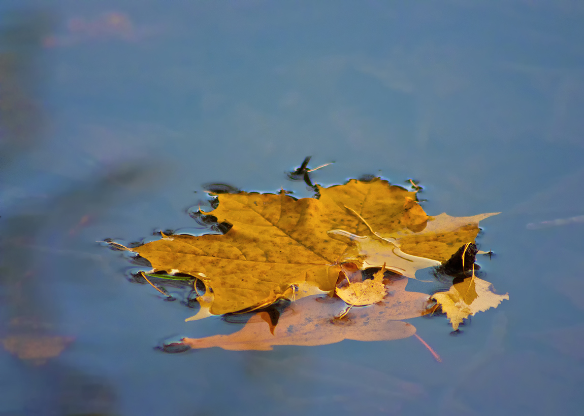 photo "Farewell to autumn." tags: landscape, nature, water