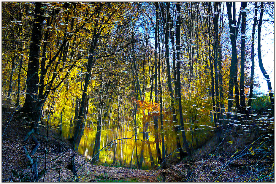 фото "Forest on fire" метки: пейзаж, закат, лес, осень, отражения