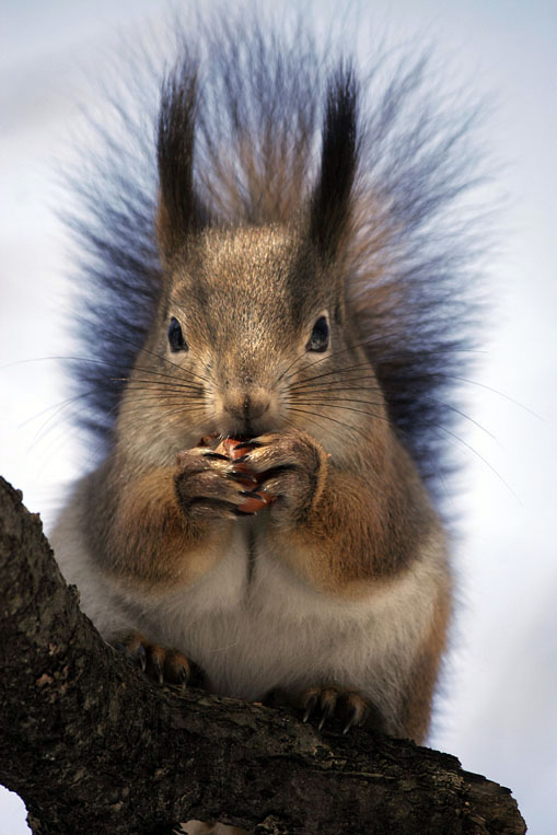 фото "классика-белка с орешком" метки: природа, дикие животные