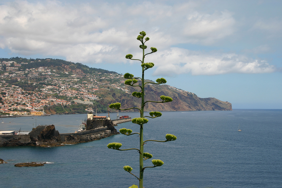 фото "C точки зрения кактусa" метки: пейзаж, природа, вода, цветы
