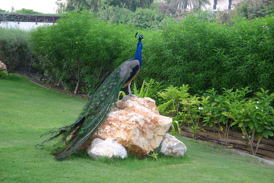 photo "Firebird" tags: nature, wild animals