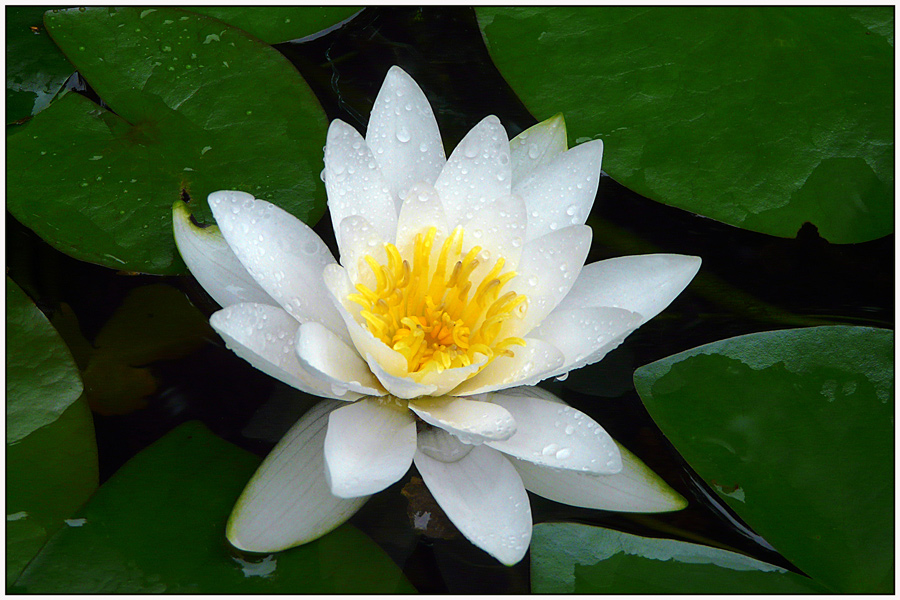 photo "White lily" tags: nature, macro and close-up, flowers, lake, water lily