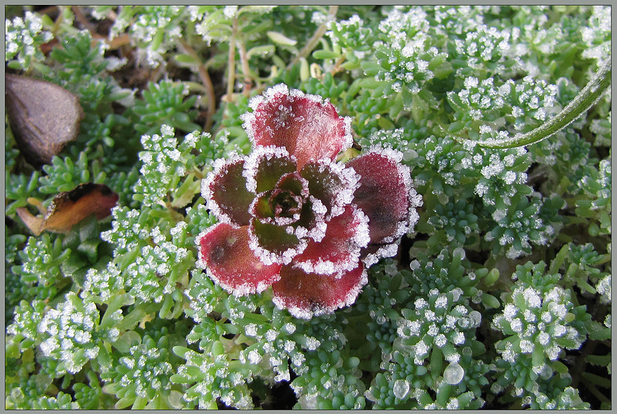 фото "Заморозки2" метки: природа, цветы