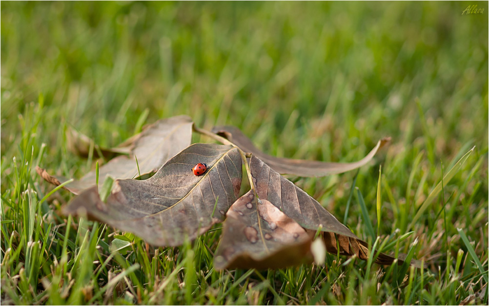 photo "***" tags: landscape, fragment, autumn