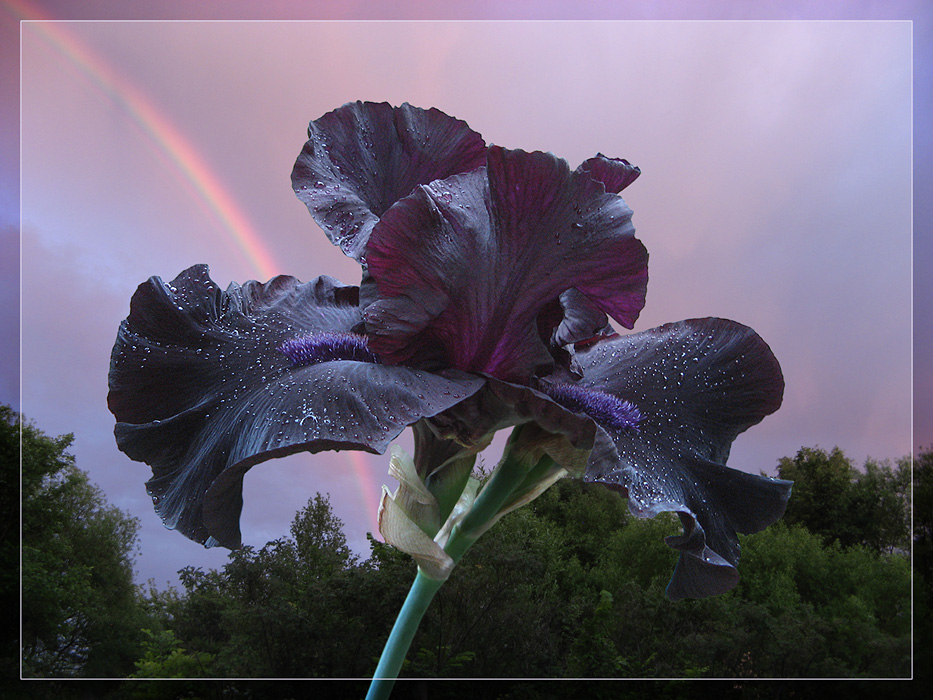 photo "for Agarkova Marina" tags: nature, montage, flowers