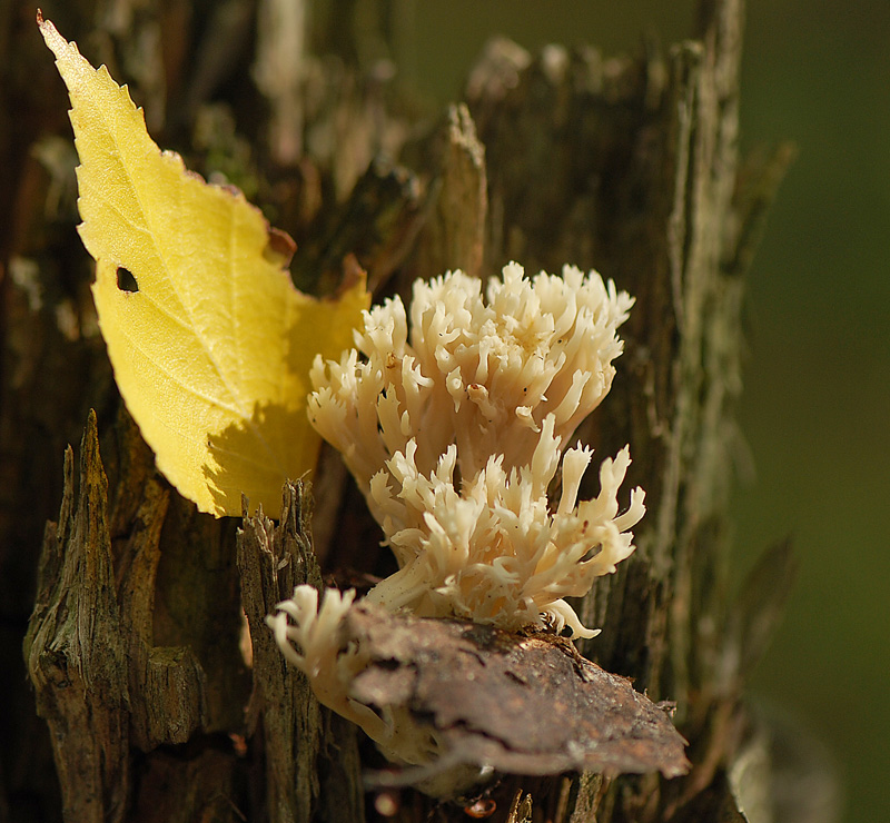 photo "***" tags: macro and close-up, 