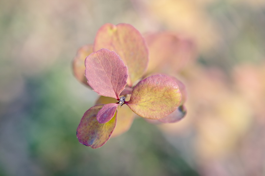 photo "Autumnal watercolor" tags: nature, fragment, flowers