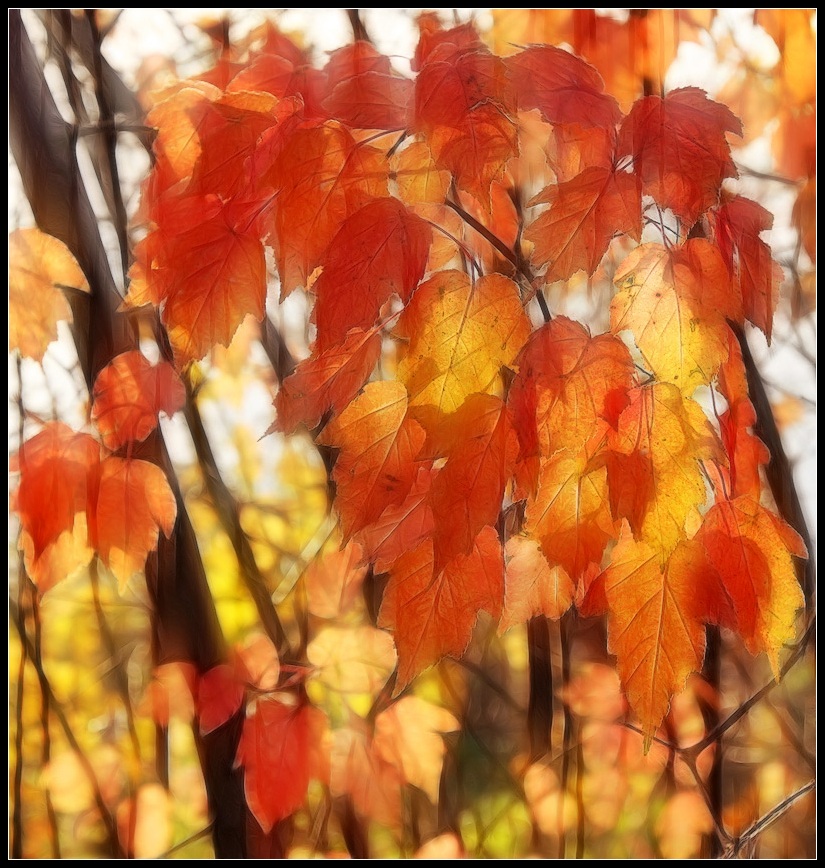 photo "colors of autumn" tags: nature, flowers