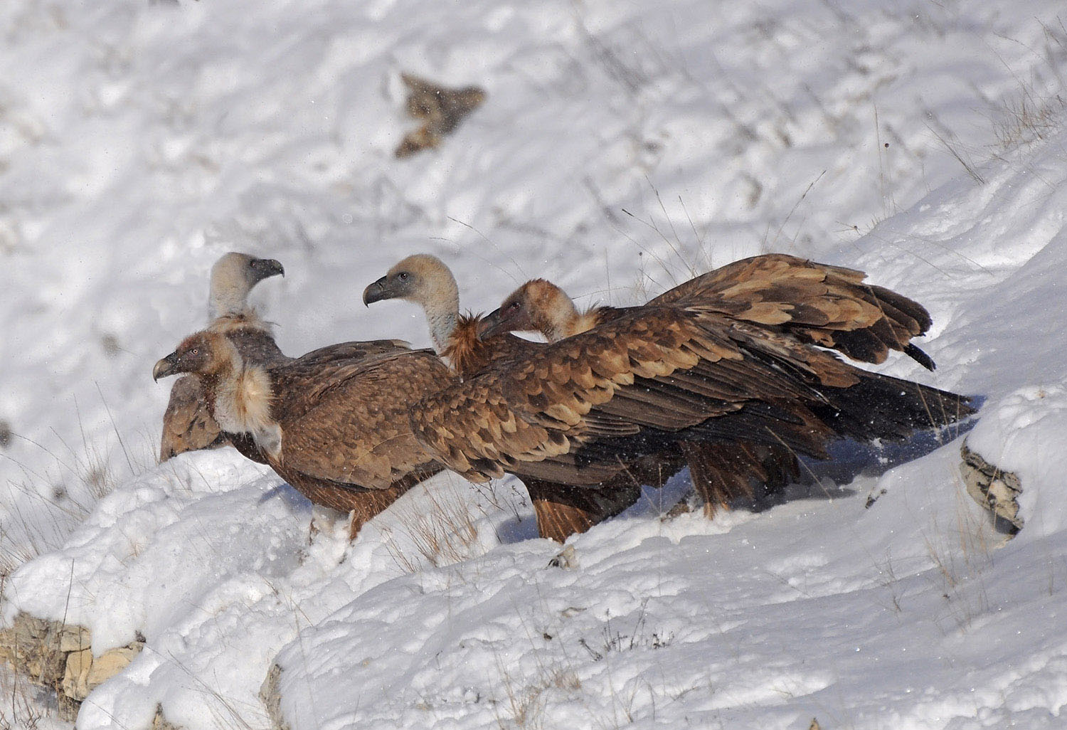 photo "***" tags: nature, wild animals