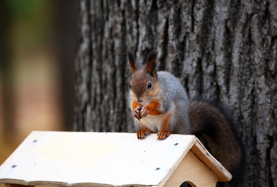 photo "***" tags: nature, wild animals