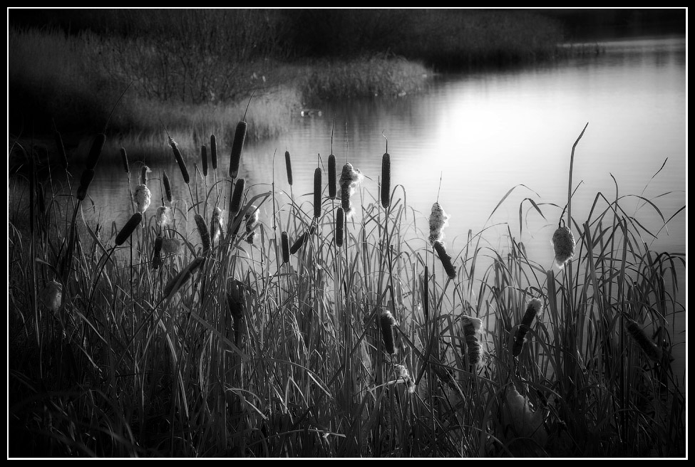 фото "На берегу..." метки: природа, 