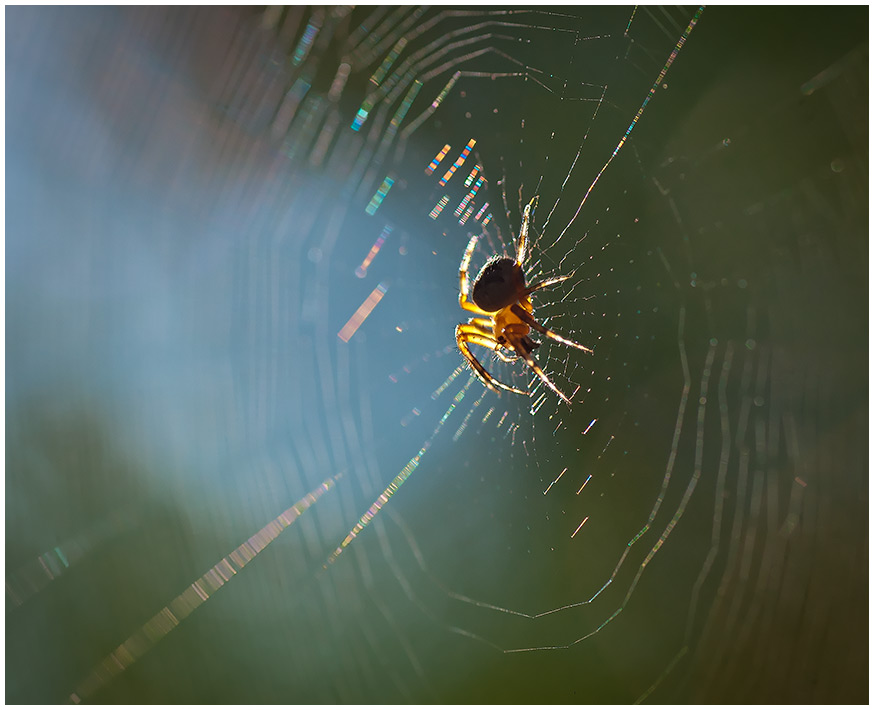 photo "***" tags: nature, insect