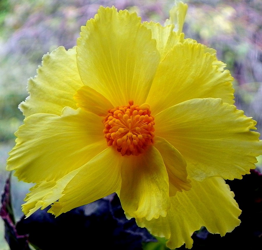 photo "***" tags: nature, macro and close-up, flowers