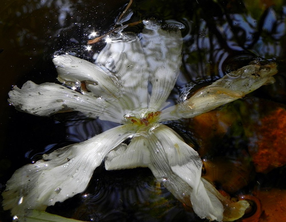 photo "***" tags: landscape, macro and close-up, night