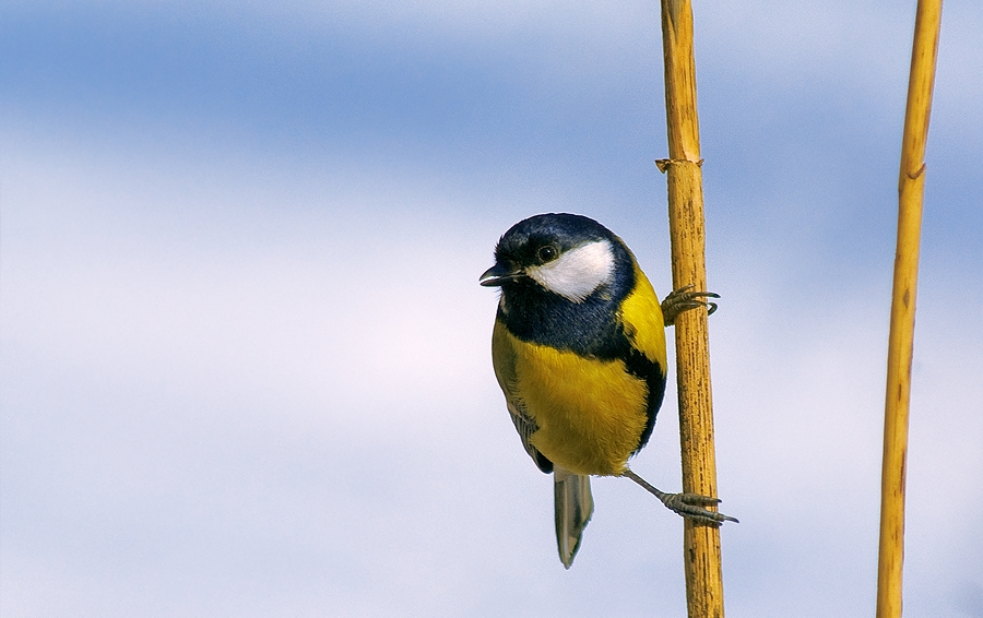 photo "***" tags: nature, wild animals