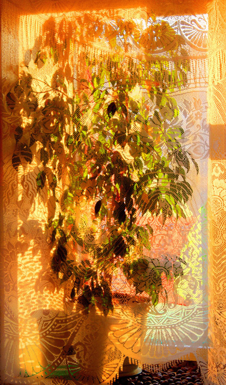 photo "Sketch with a ficus." tags: genre, interior, 