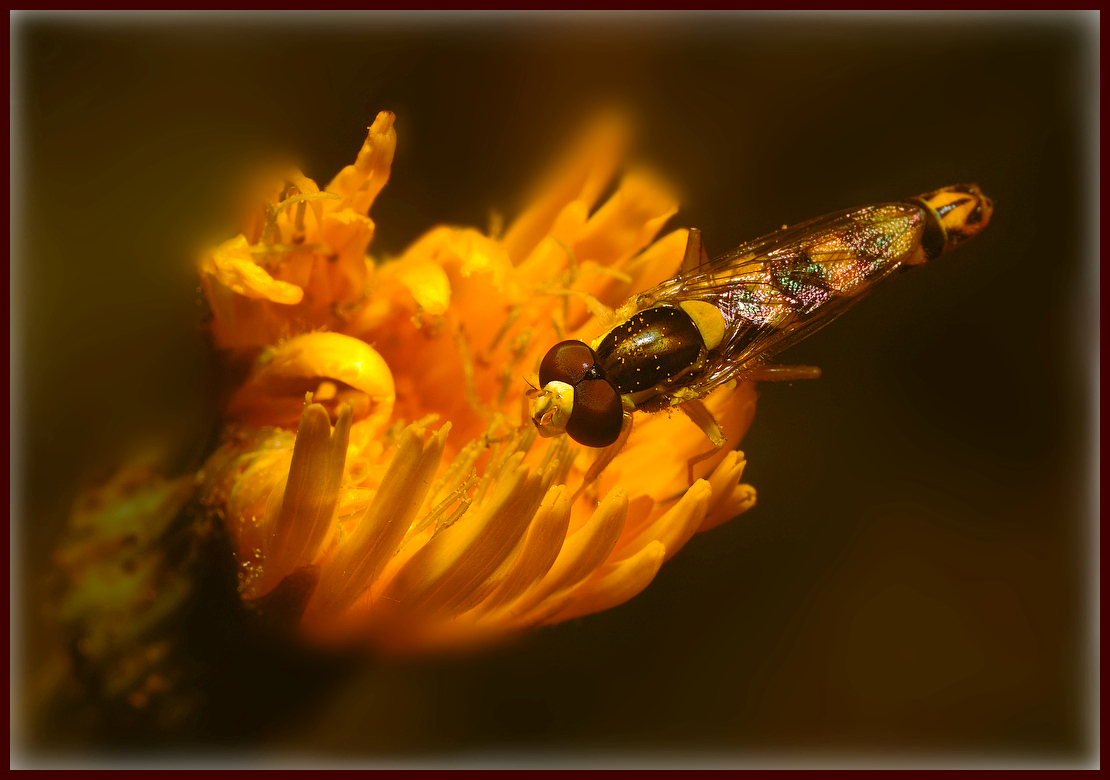 photo "***" tags: macro and close-up, 