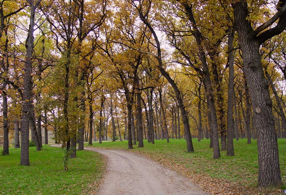 photo "***" tags: landscape, autumn, forest