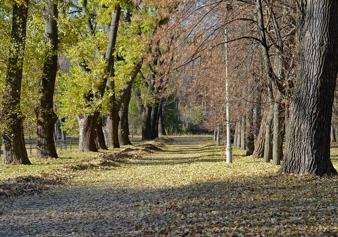 фото "Осенняя алея" метки: пейзаж, осень
