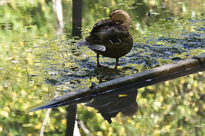 photo "***" tags: city, nature, wild animals