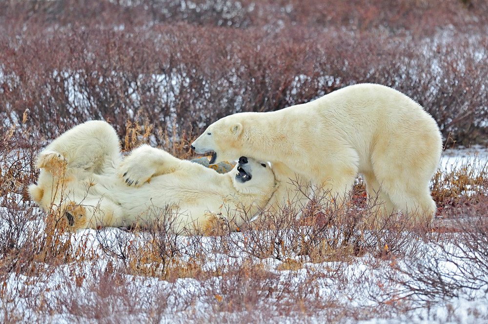 фото "Games of the polar bears" метки: природа, дикие животные