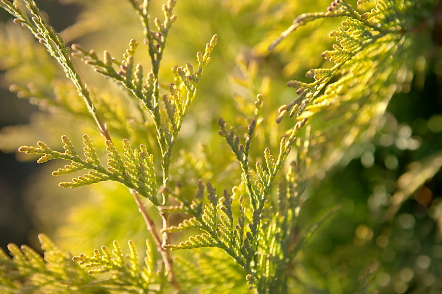 photo "***" tags: nature, fragment, flowers