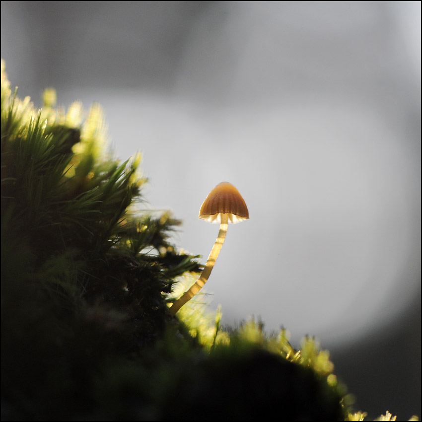 photo "Mushroom" tags: nature, flowers