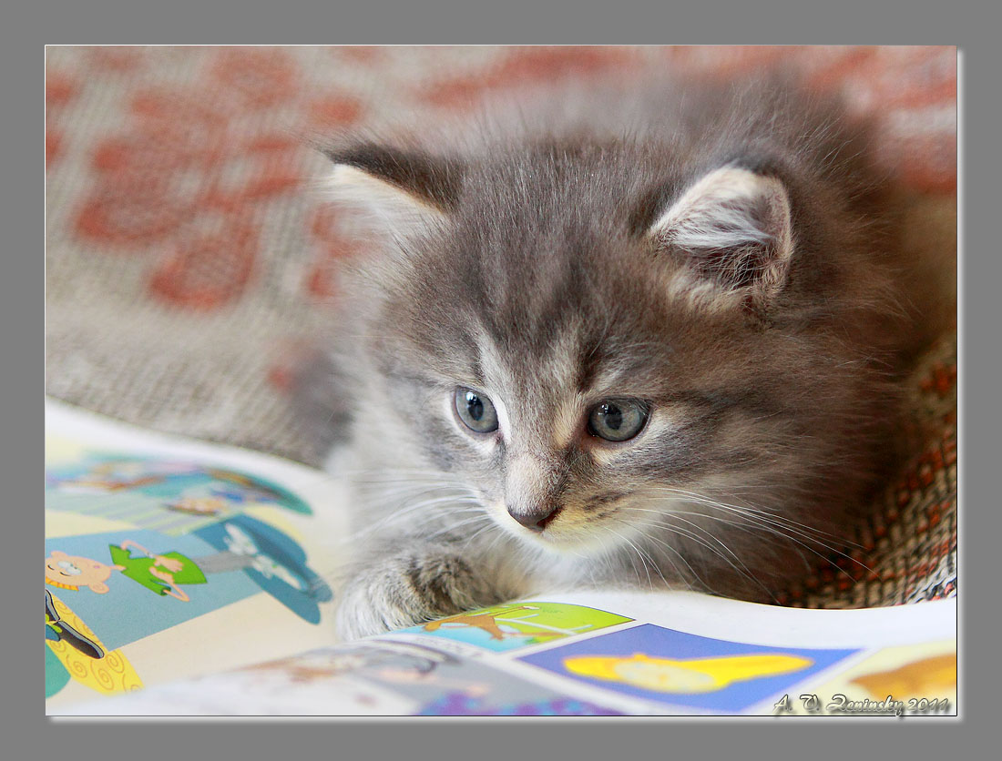 photo ""Really???..." (Young reader:))" tags: nature, humor, pets/farm animals