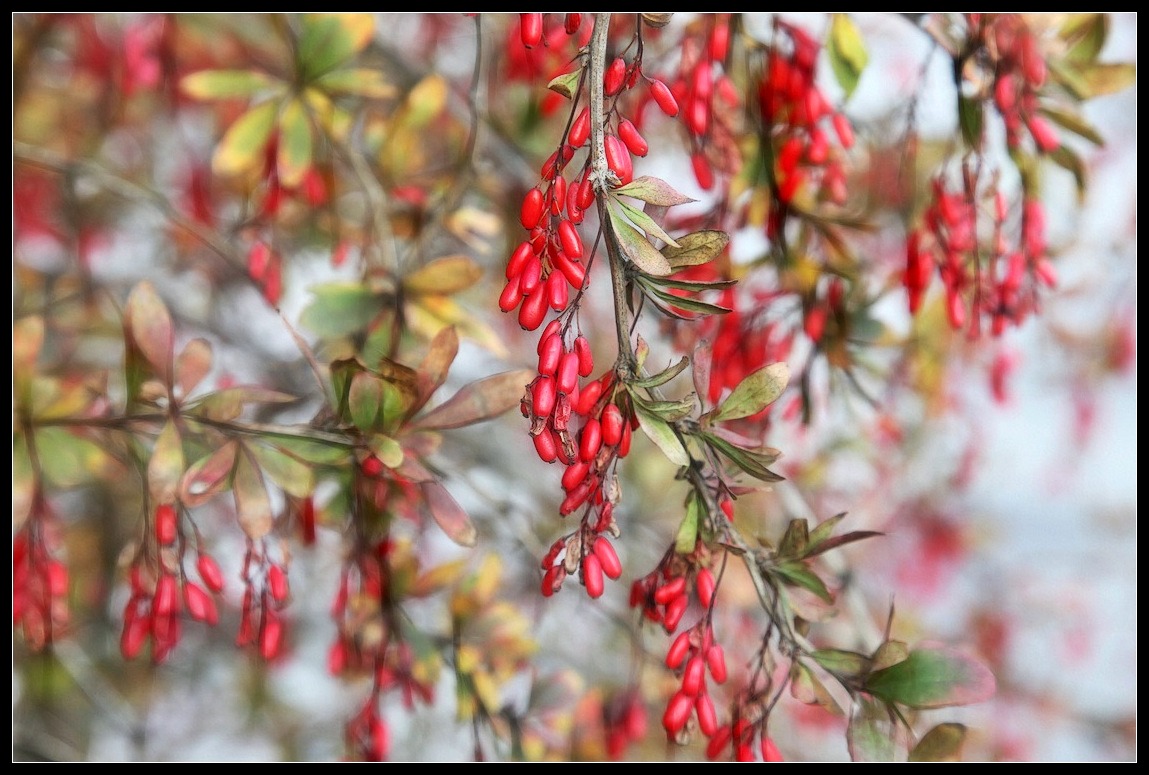 фото "коралловые подвески Осени" метки: природа, пейзаж, осень, цветы