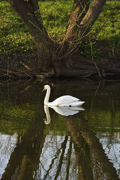 photo "***" tags: city, nature, pets/farm animals