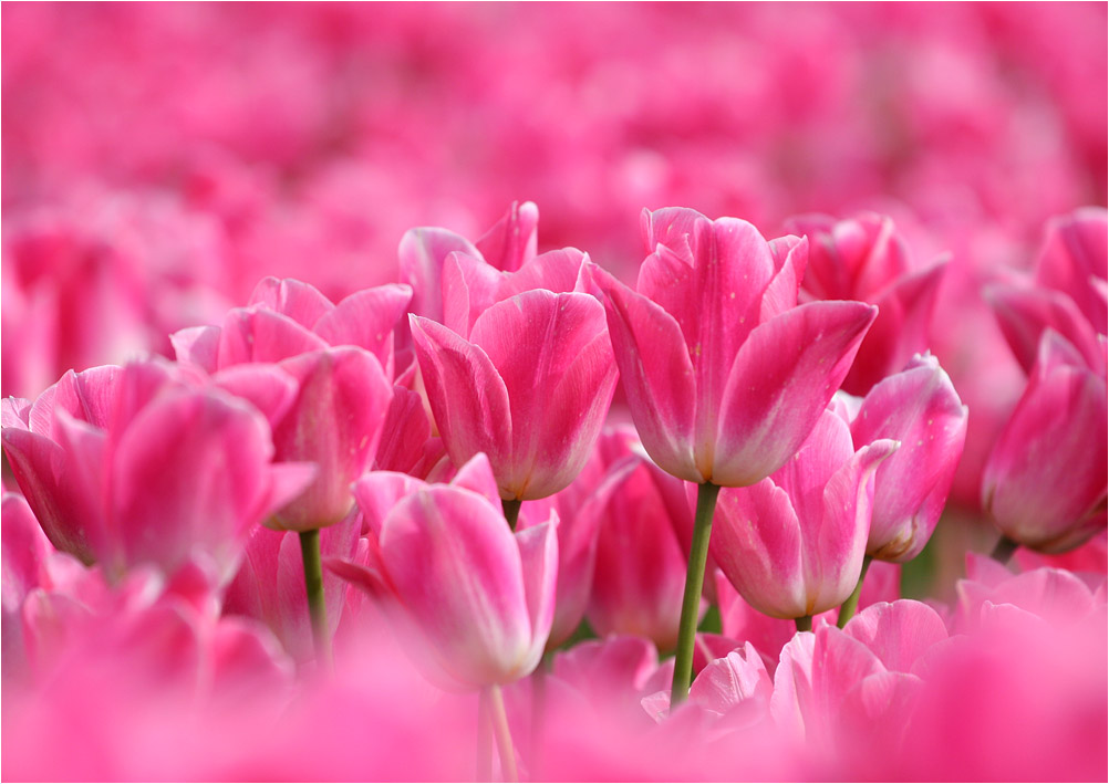 photo "***" tags: nature, flowers