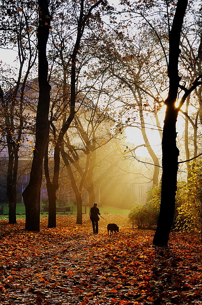 photo "Осенняя атмосфера" tags: landscape, forest