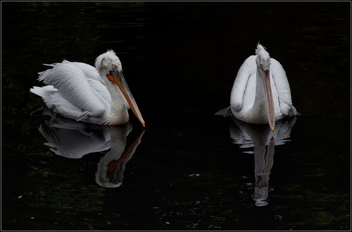 photo "pelicans" tags: nature, wild animals