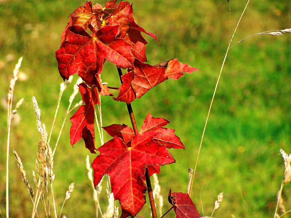 photo "***" tags: landscape, autumn