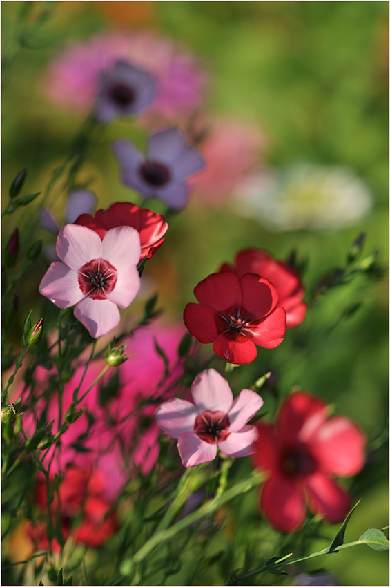 photo "***" tags: nature, macro and close-up, flowers