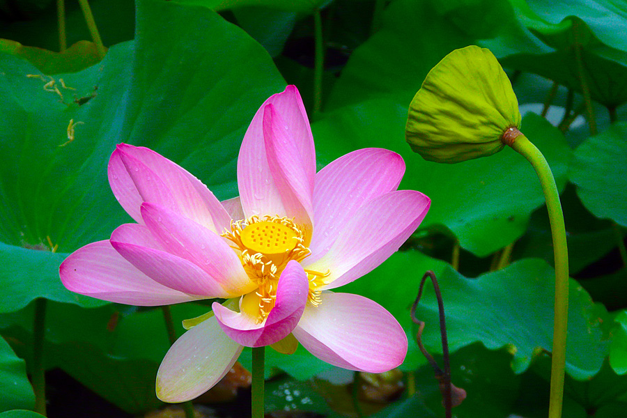 photo "Face to face" tags: nature, macro and close-up, flowers, lake, lotus