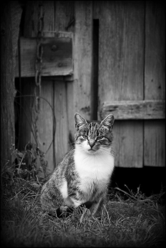 photo "***" tags: nature, black&white, pets/farm animals