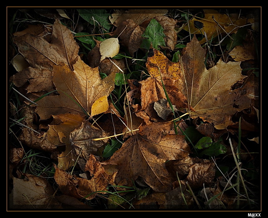 photo "***" tags: landscape, nature, autumn