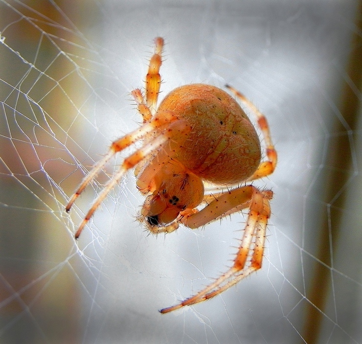 photo "***" tags: nature, macro and close-up, insect