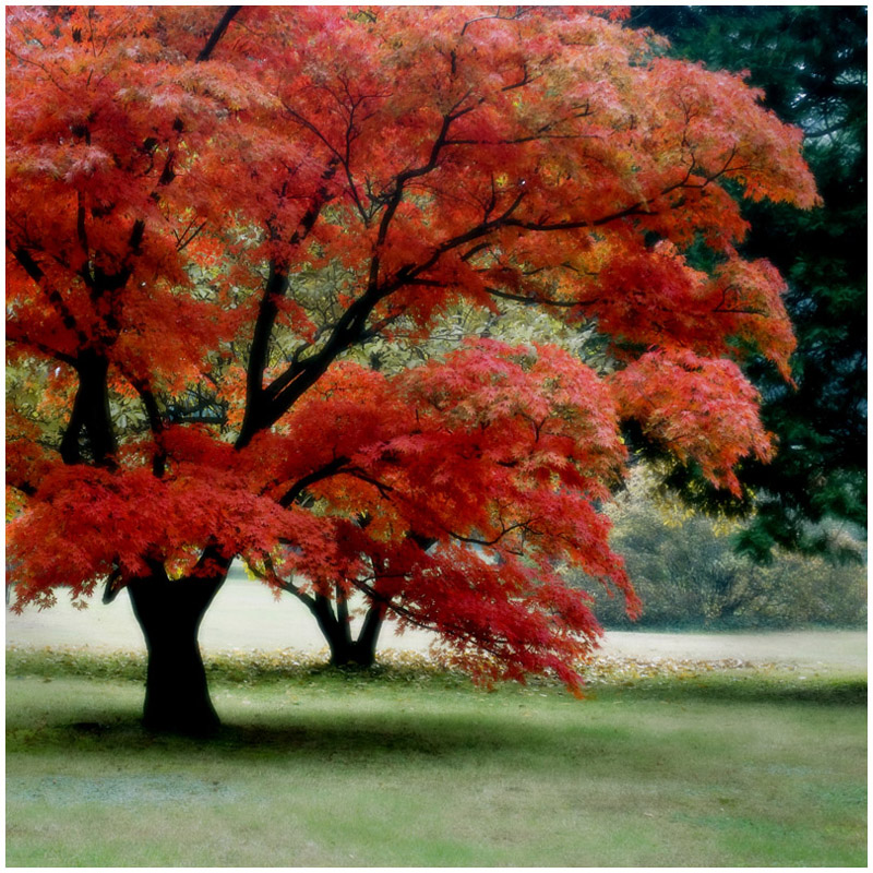 photo "***" tags: landscape, autumn