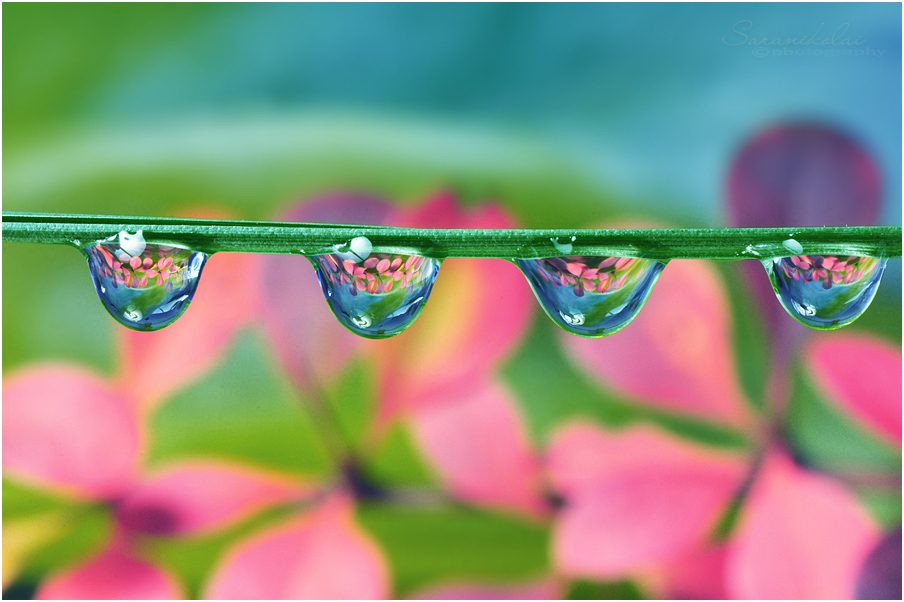 photo "***" tags: macro and close-up, 