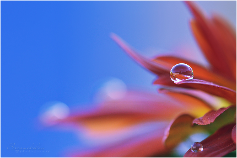 photo "***" tags: macro and close-up, 