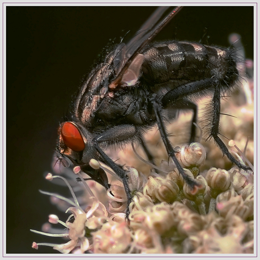 photo "***" tags: macro and close-up, 