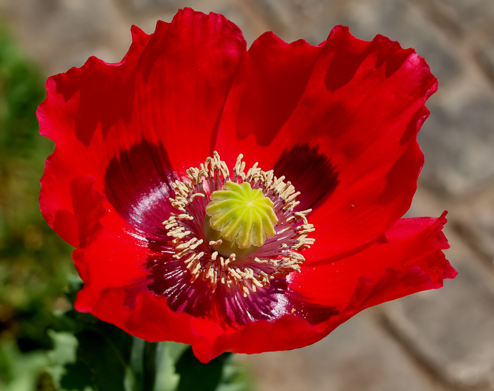 photo "A beautiful Poppy...!" tags: nature, flowers