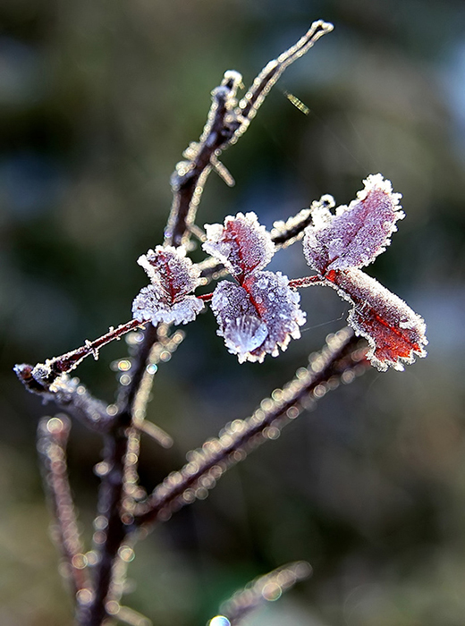 фото "Холодно" метки: природа, макро и крупный план, цветы