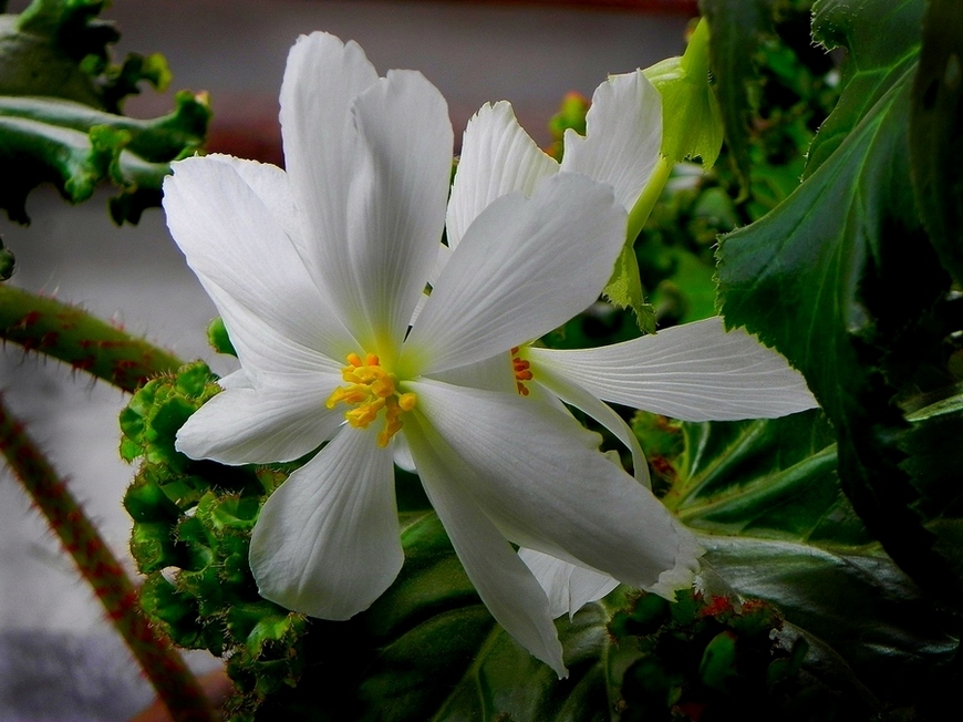 photo "***" tags: nature, macro and close-up, flowers