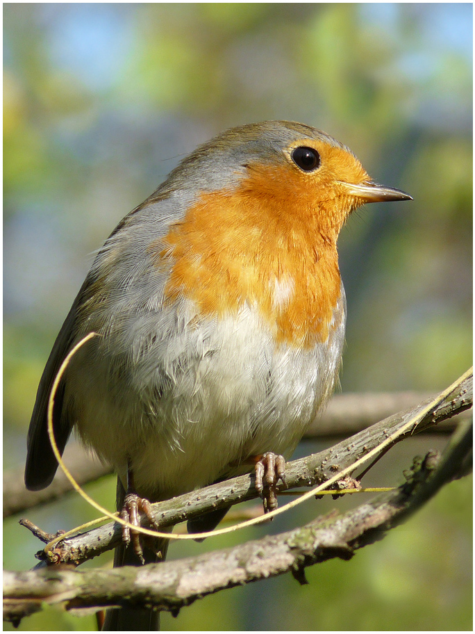 фото "Erithacus rubecula ..." метки: природа, дикие животные