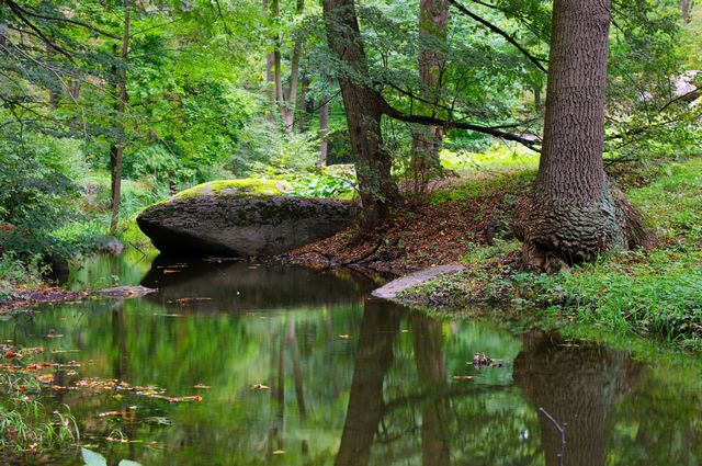 photo "***" tags: landscape, forest