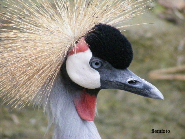 фото "Bird" метки: природа, 