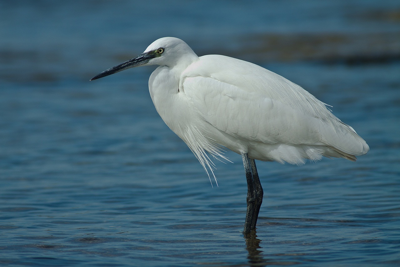 photo "***" tags: nature, wild animals